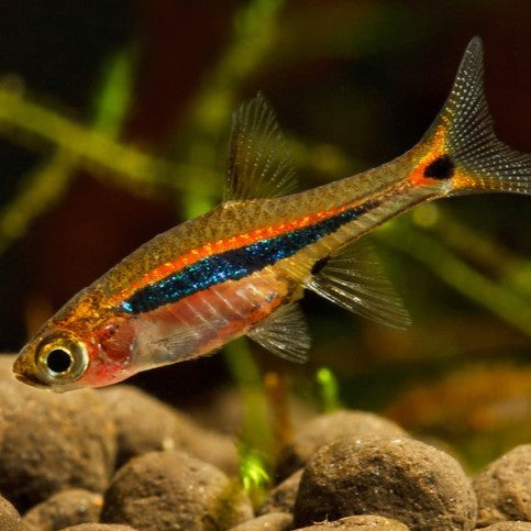 Rasbora Urophthalmoides