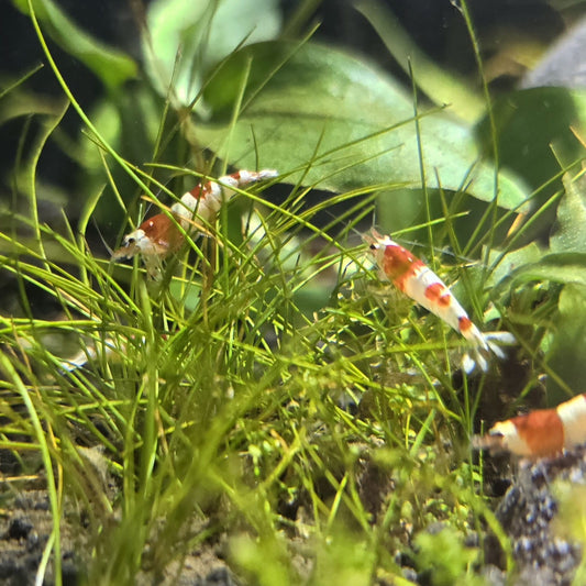 Caridina Cantonensis - Crystal red 1,2-2cm