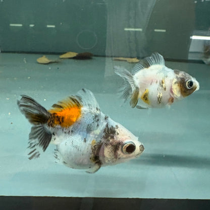 Carassius auratus calico fantail goldfish talla 6,5cm