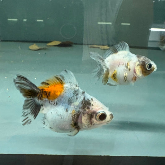 Carassius auratus calico fantail goldfish talla 6,5cm