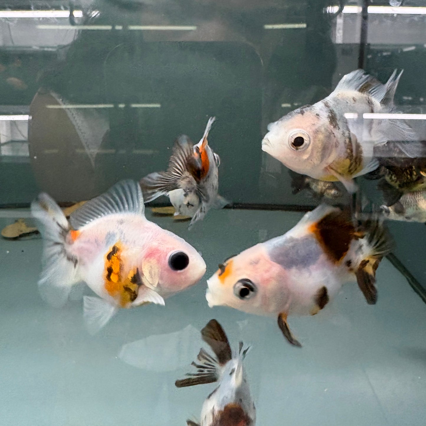 Carassius auratus calico fantail goldfish talla 6,5cm