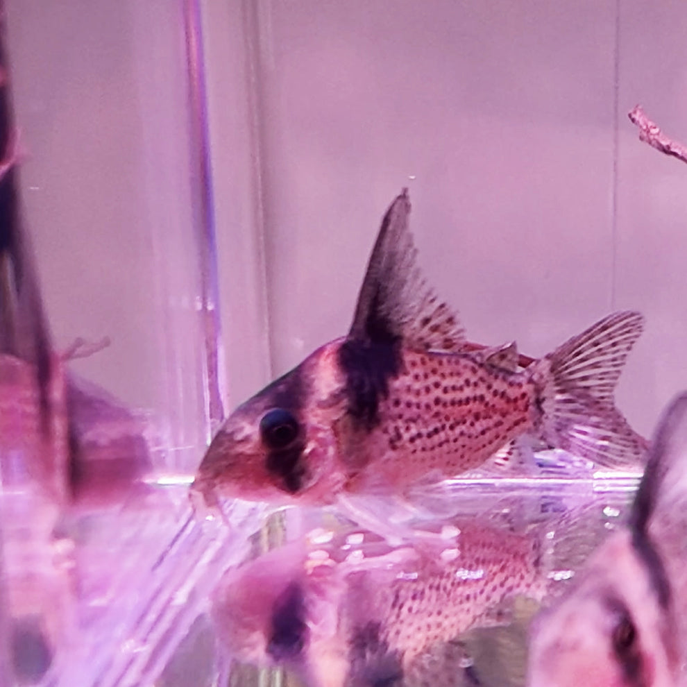 Corydoras CW 27 sp. Orinoco river
