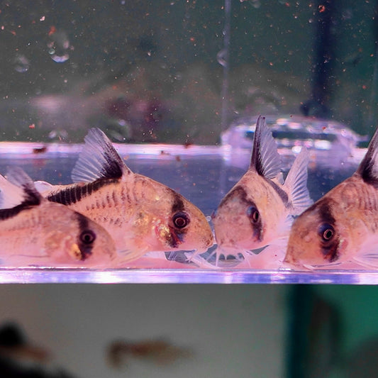 Corydoras melini 3,5 cm