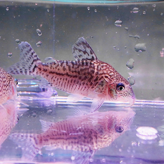 Corydoras sodalis 3,5-4cm
