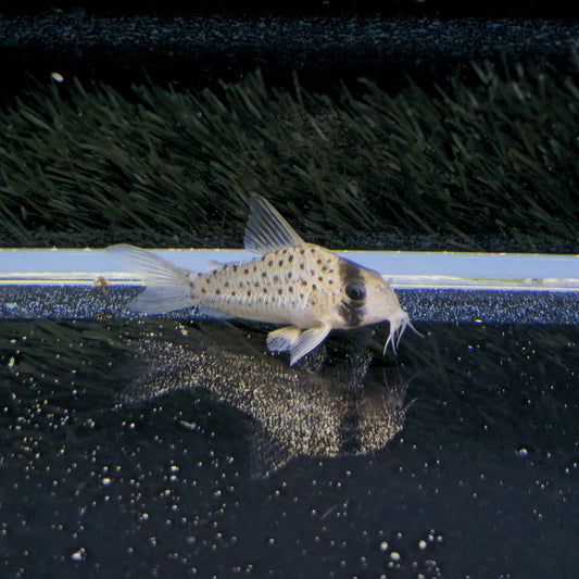 Corydoras atropersonatus Morocha