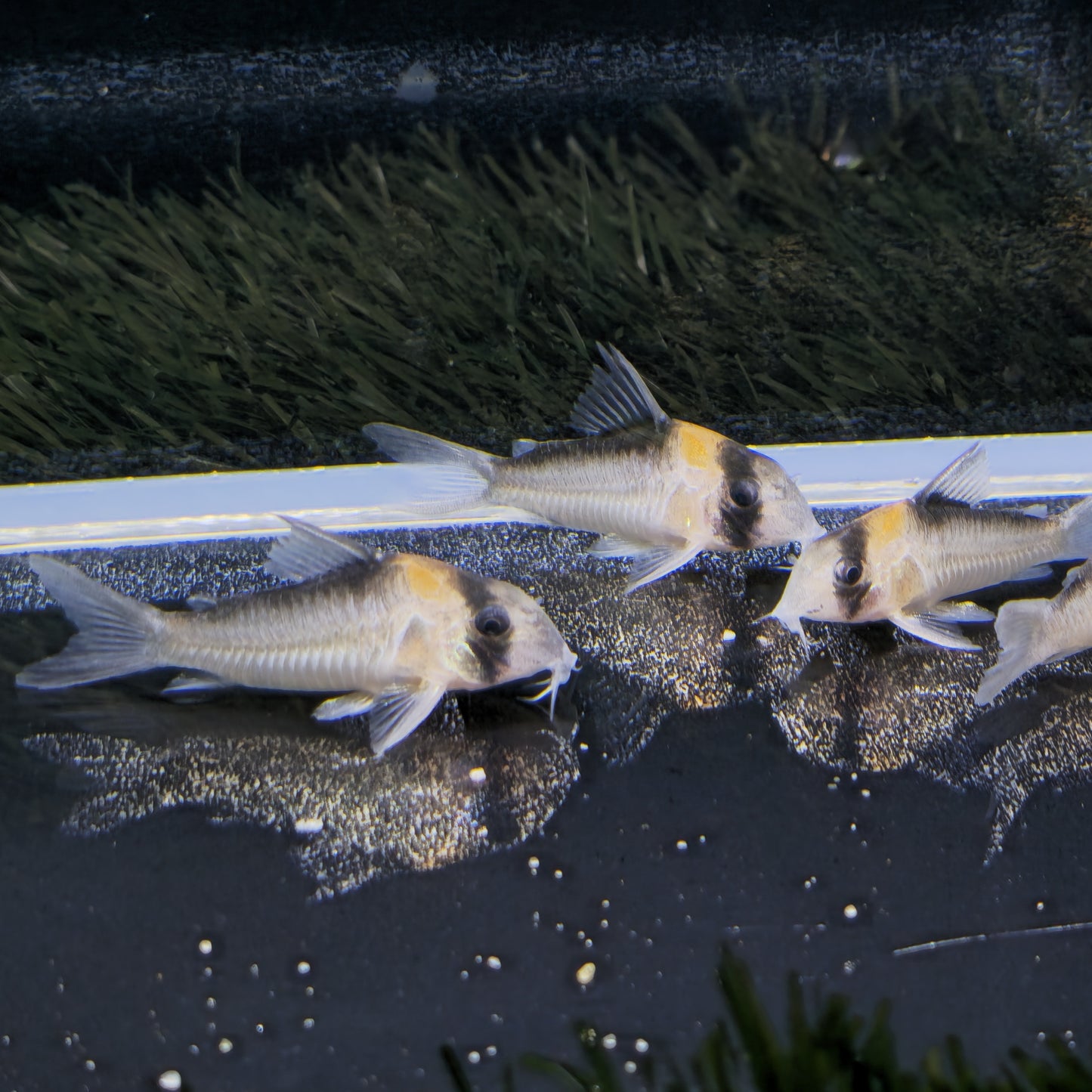 Corydoras Adolfoi LG