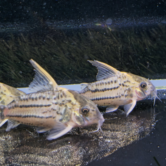 Corydoras Super Schwartzi CW28