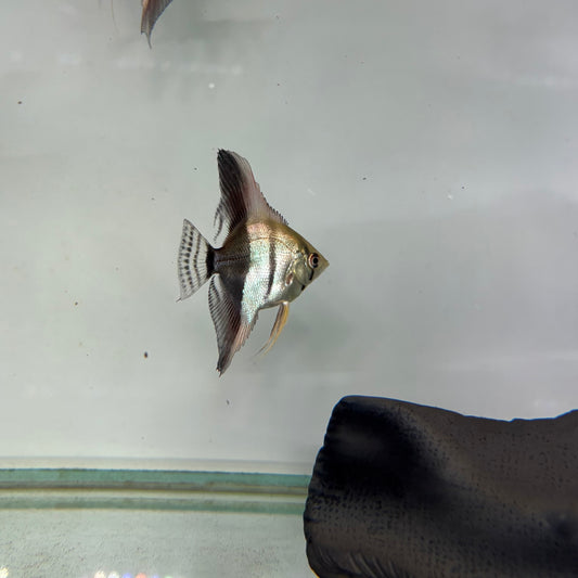 Pterophyllum scalare bicolor talla 3-3,5cm