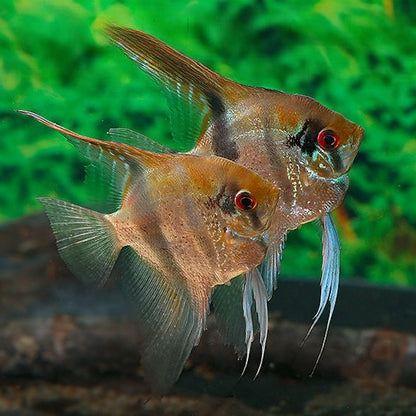 Scalare sp.RIO NANAY TYP3