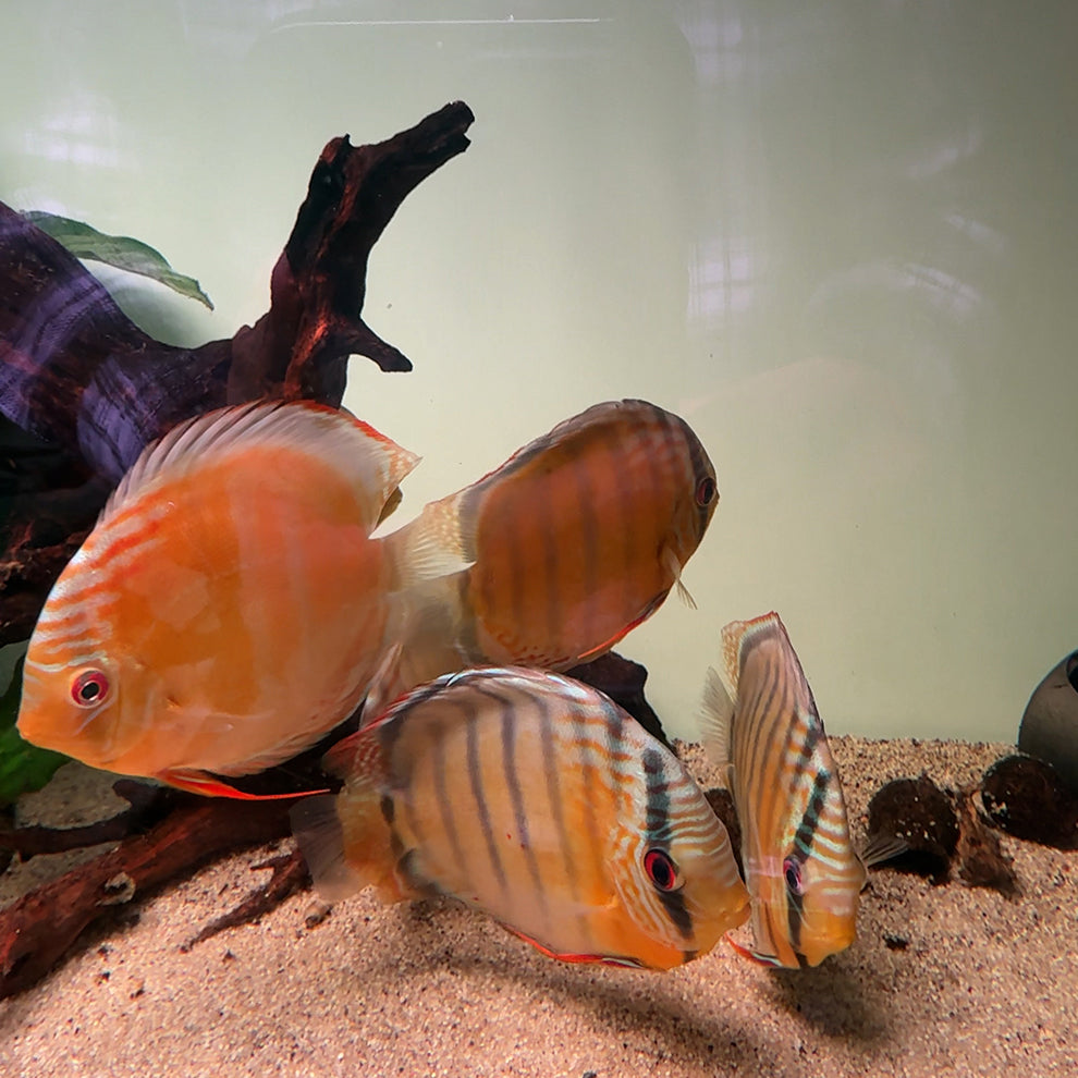 Symphysodom aequifasciata Green Tefé wild 14cm