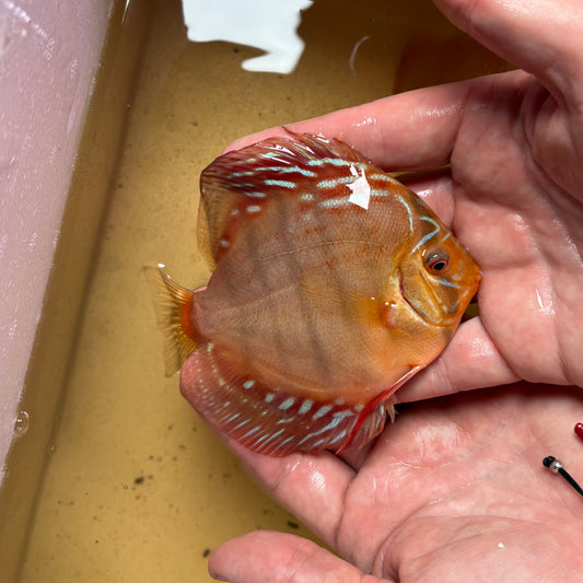 Disco Brown 10-12 cm ejemplar nº 1