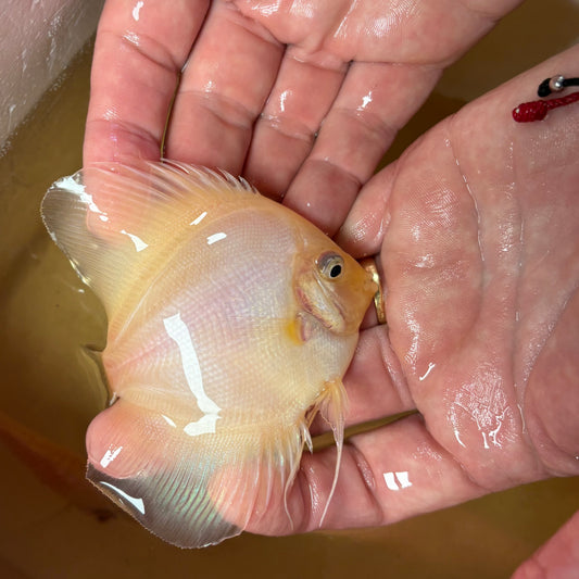 Disco Ghost 8-9 cm ejemplar nº 1