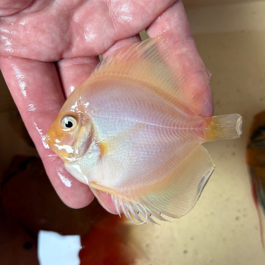 Disco Ghost 8-9 cm ejemplar nº 2