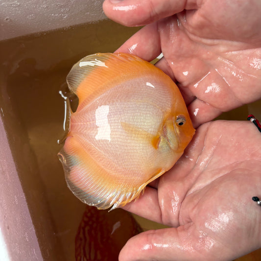 Disco Ghost 13 -15 cm ejemplar nº 1