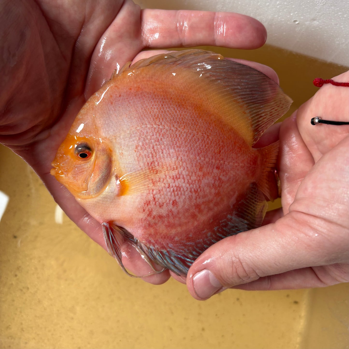 Disco Peacock 13-15 cm ejemplar nº 1