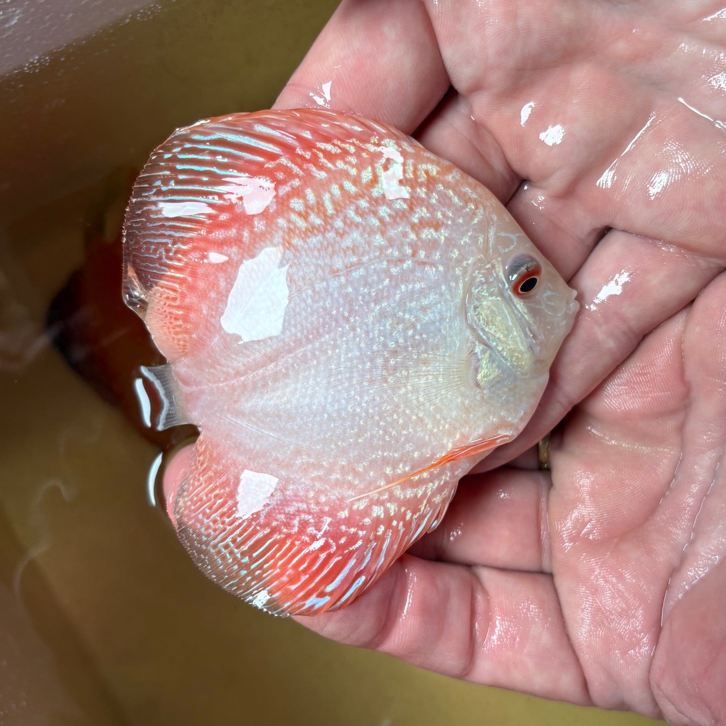 Disco Pigeon Snake 8-9 cm ejemplar nº 1