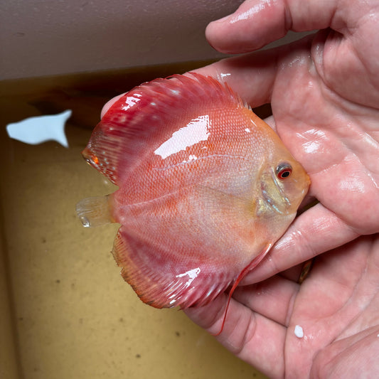 Disco Red Melon 8-9 cm ejemplar nº 2