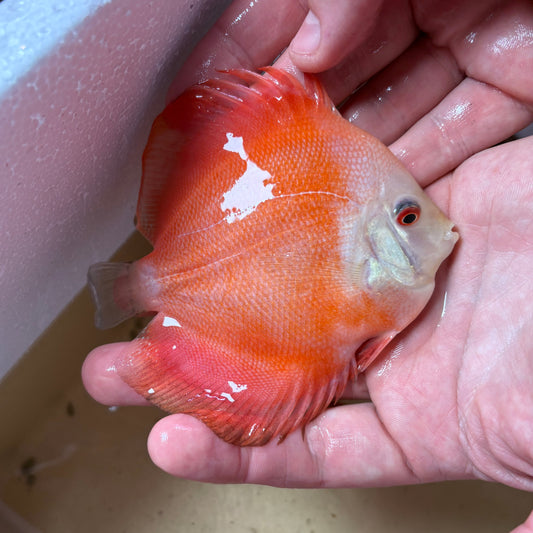 Disco Red Melon 10-12 cm ejemplar nº 1