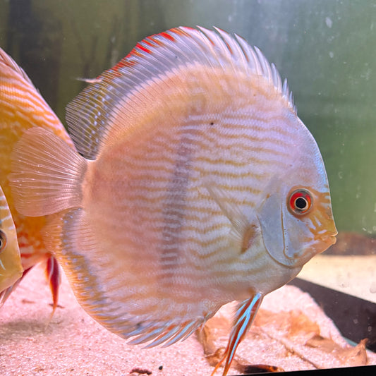 Symphysodon discus nhamunda blue solid heckel + 15cm nº 2 - Hudson Crizanto