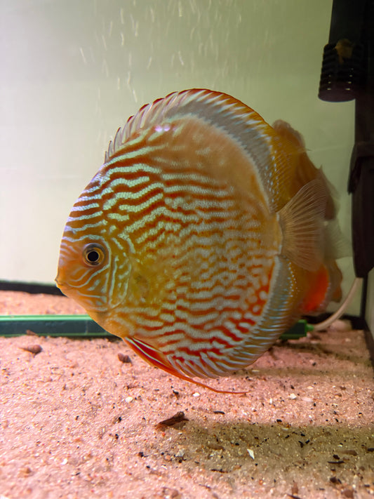Symphysodon discus Royal blue emerald +15cm ejemplar nº 1 - Hudson Crizanto
