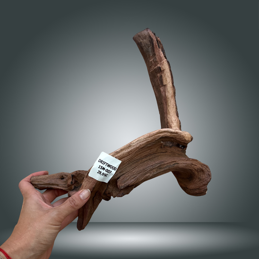 Driftwood talla M aprox 50cm 15M-007