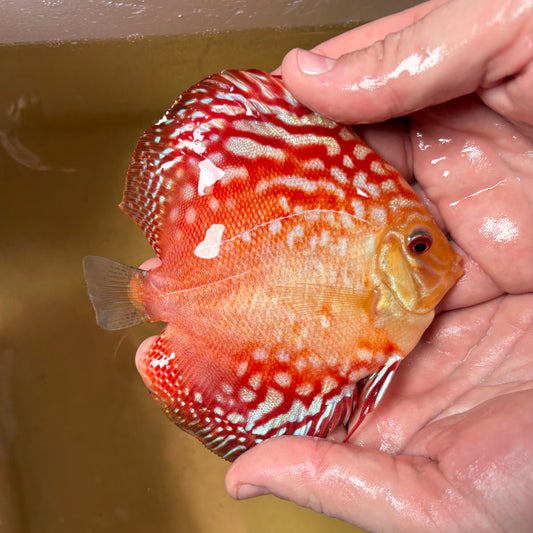 Disco Pigeon Checkerboard 10-12cm ejemplar nº 1