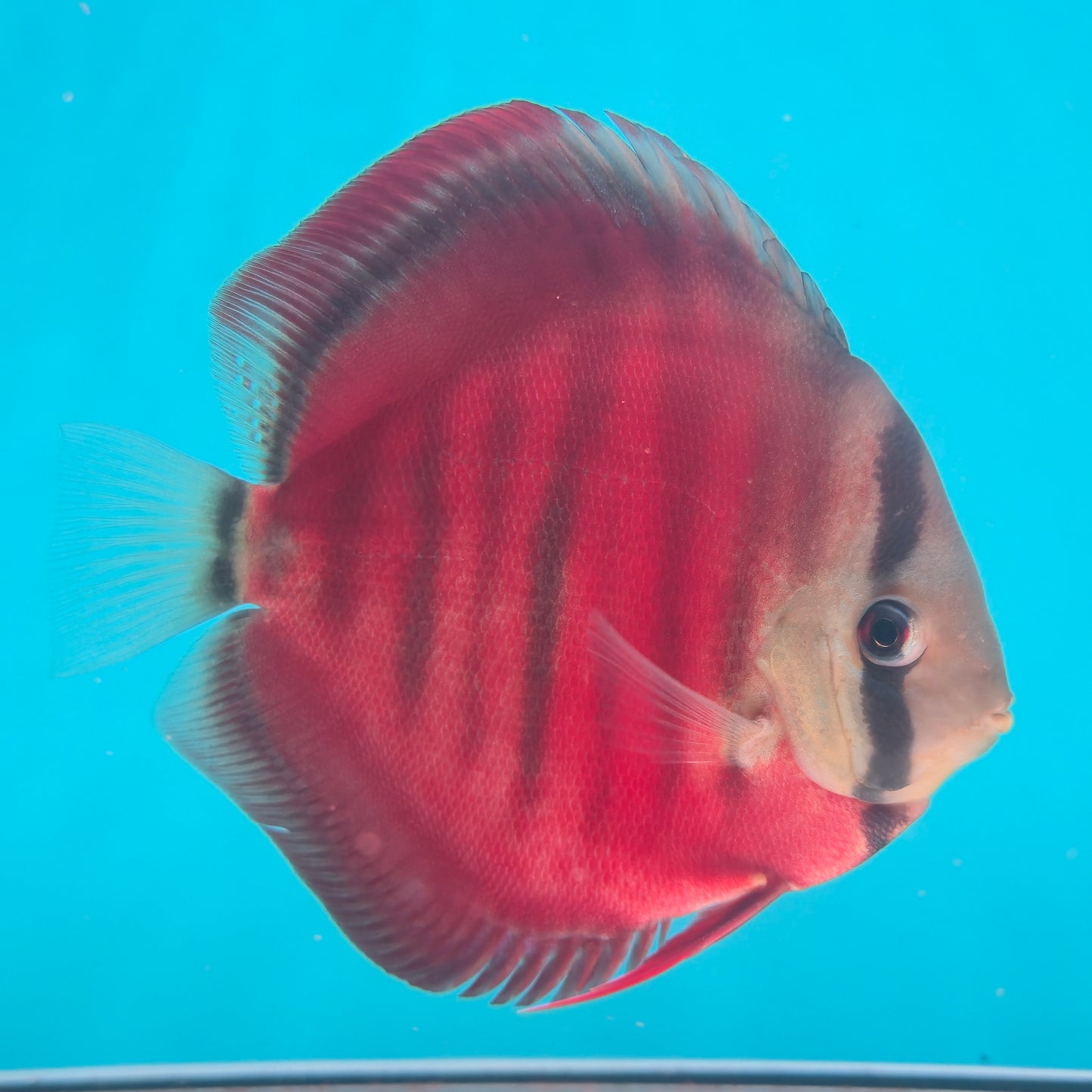 Disco Sun Merah talla 13-14cm Jackon Keong