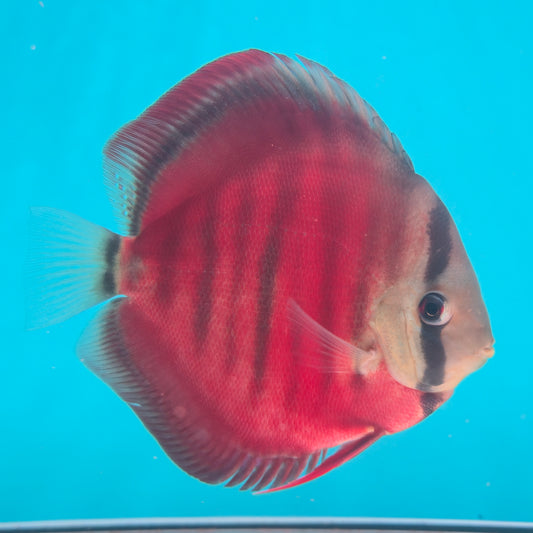 Disco Sun Merah talla 13-14cm Jackon Keong