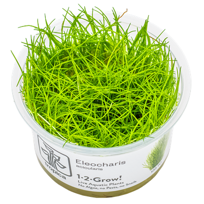 Eleocharis acicularis in vitro