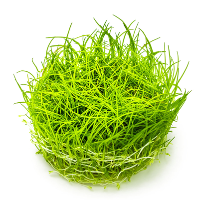 Eleocharis acicularis in vitro