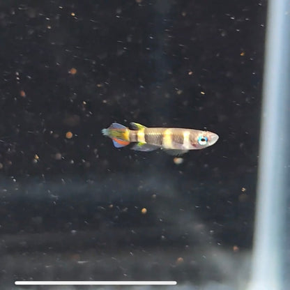 Epiplatys annulatus bred sm