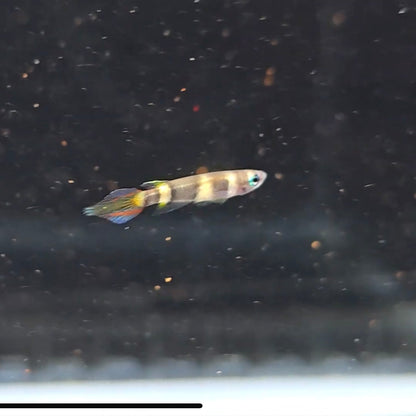 Epiplatys annulatus bred sm