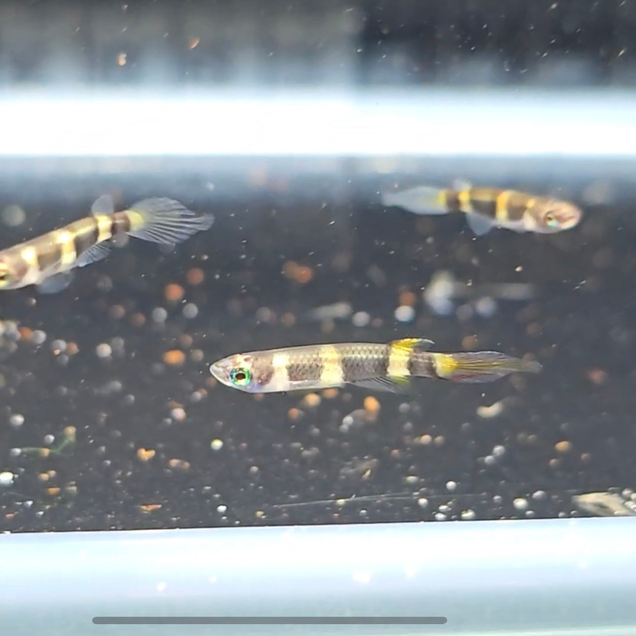 Epiplatys annulatus bred sm