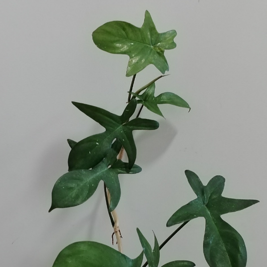 Philodendron pedatum (laciniatum) | terrarium