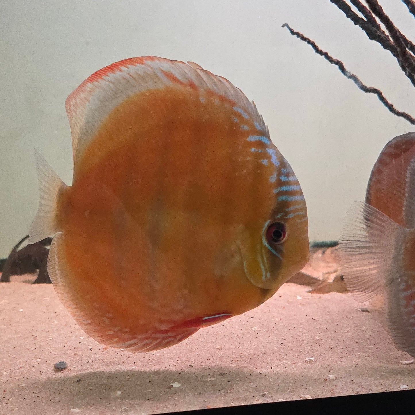 Symphysodon discus Browns reddish 14- 16 cm nº 2 – Hudson Crizanto