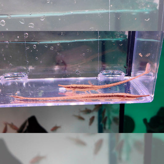 Farlowella gracillis 14cm