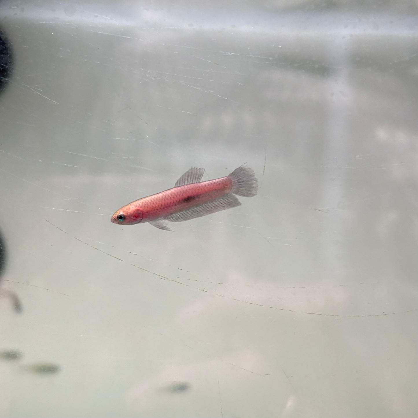 Betta Brownorum - precio unidad