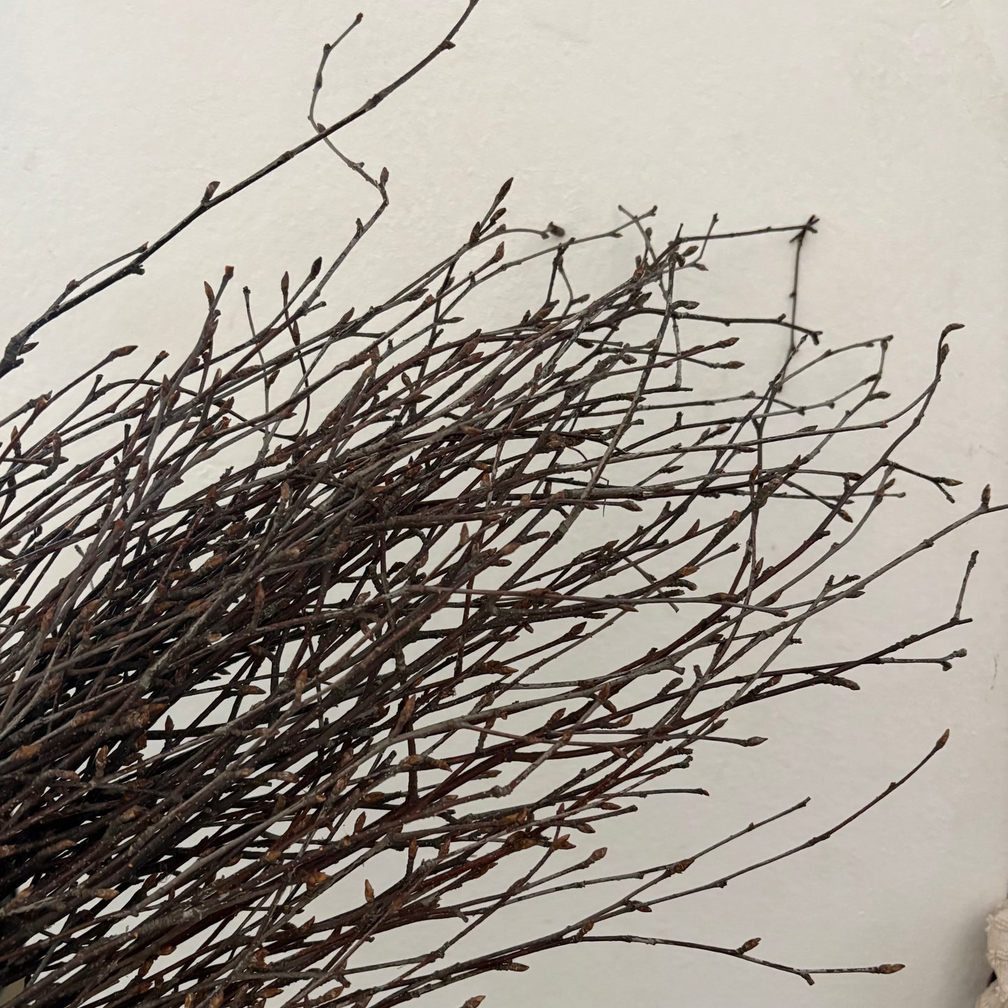 Madera Black Root | manojo