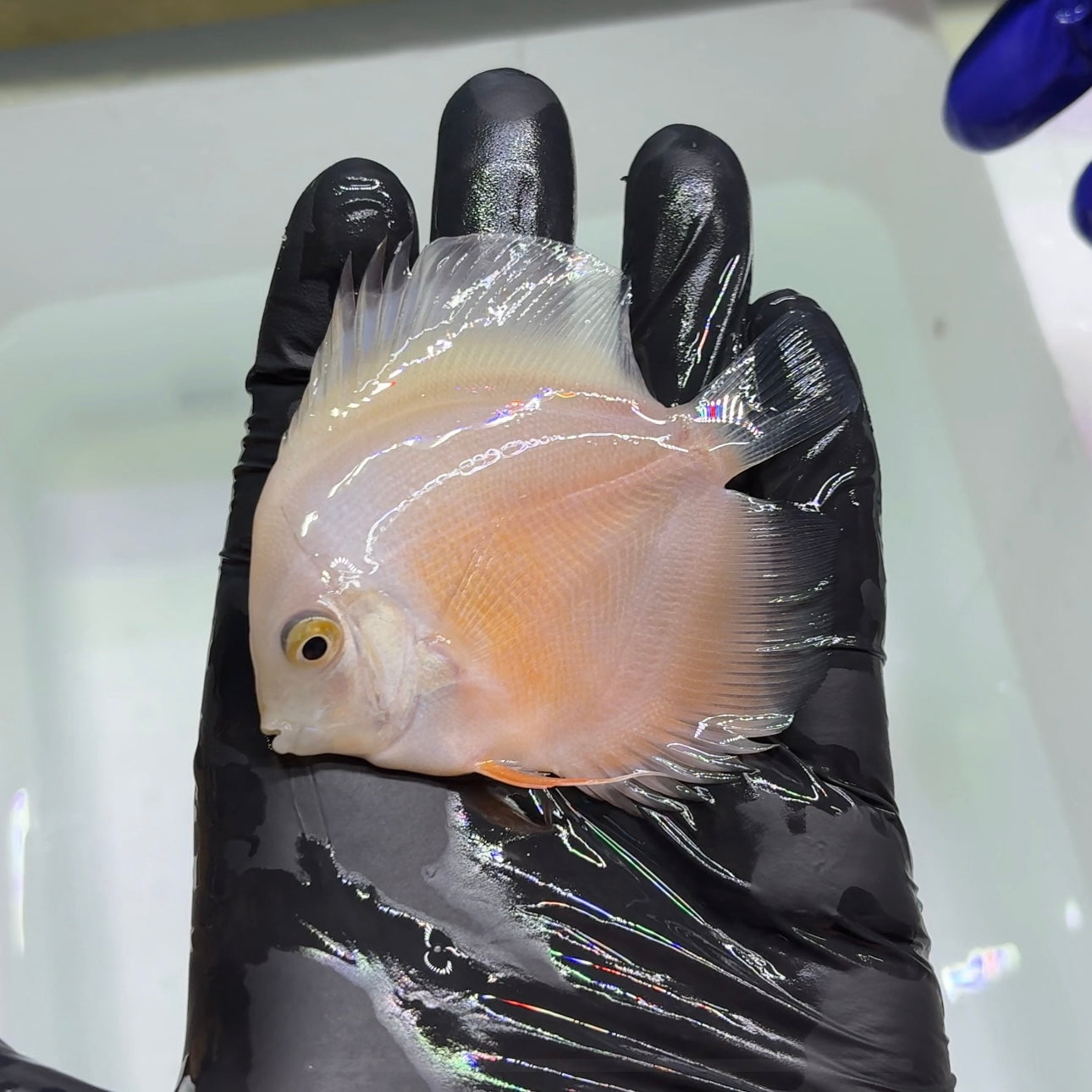 Disco Yellow and White 8-9cm