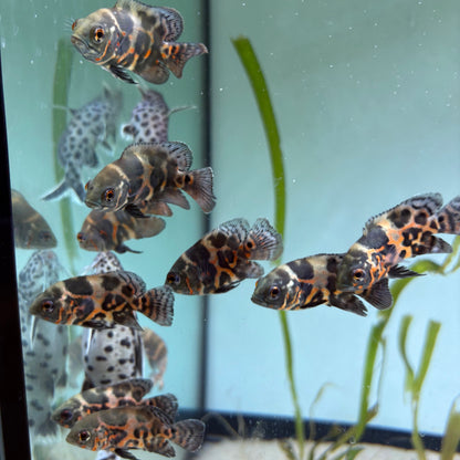 Astronotus ocellatus Red Tiger 12 cm