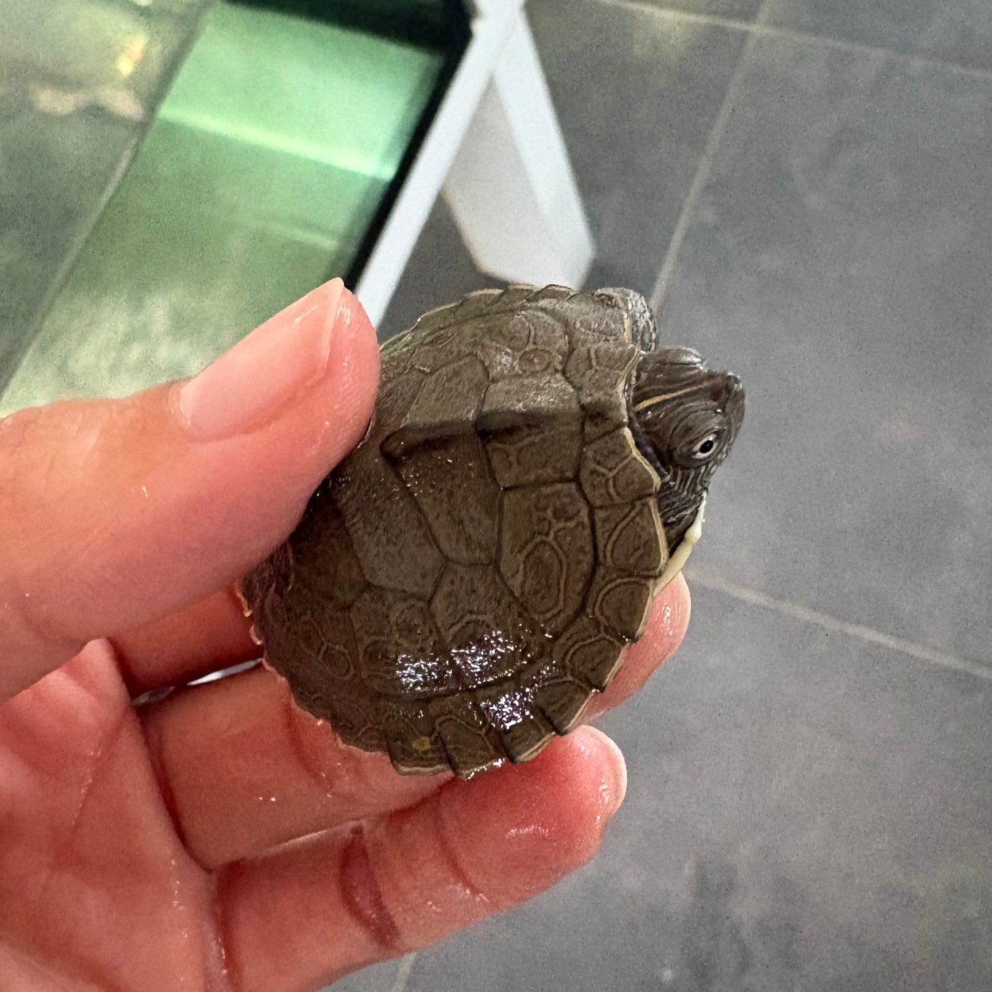 Graptemys ouachitensis talla 2,5-3cm - tortuga acuática