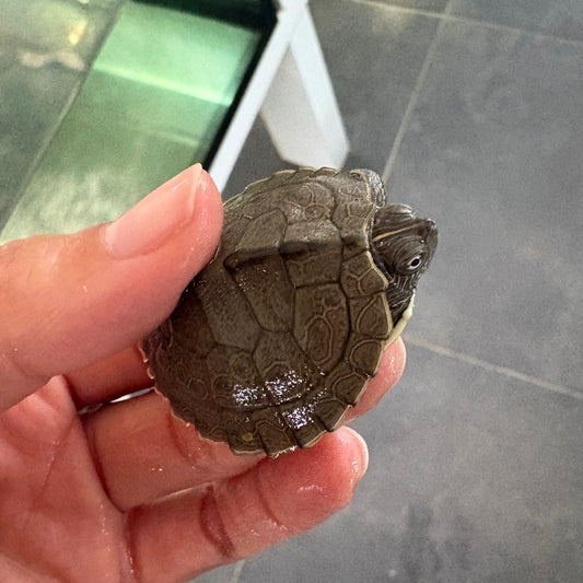 Graptemys ouachitensis talla 2,5-3cm - tortuga acuática