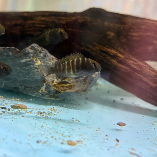 Tropheus sp.BULU POINT 3cm