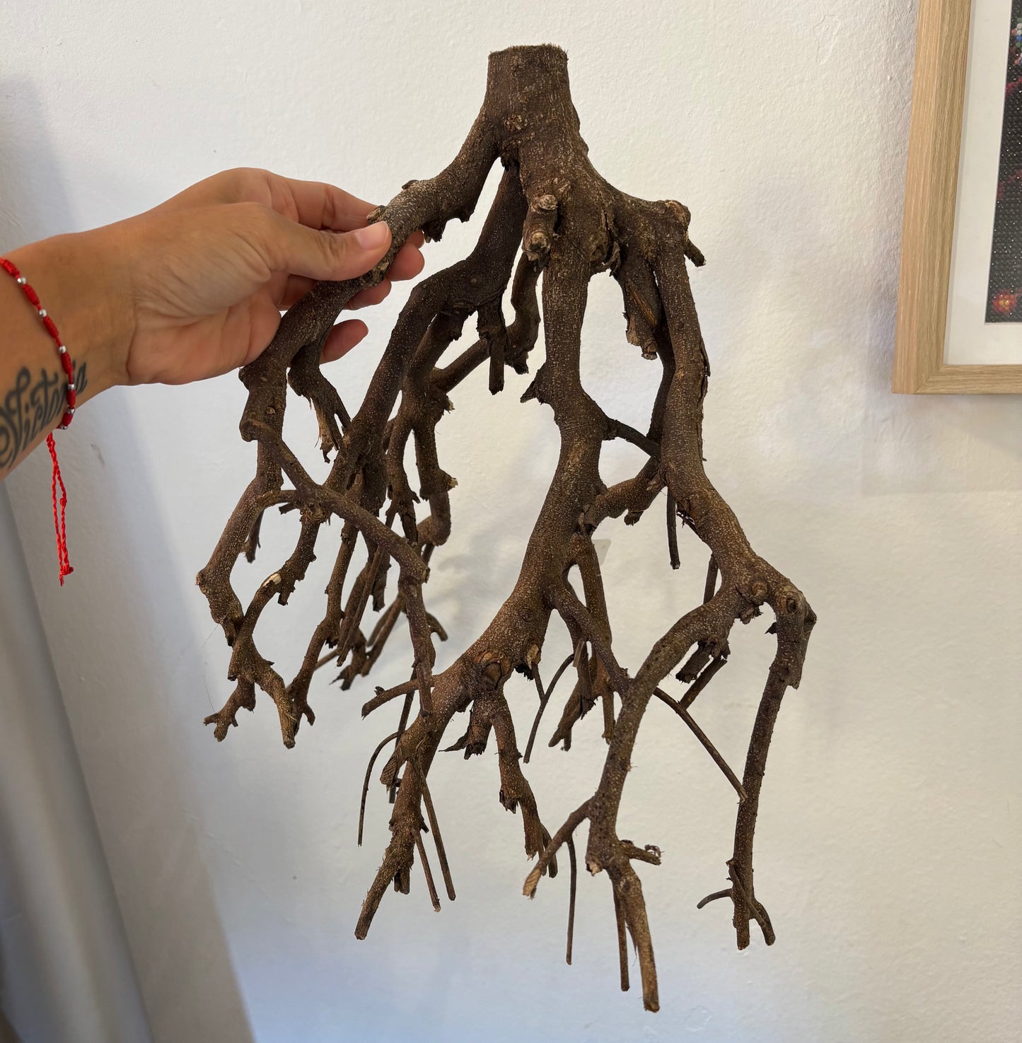 Madera Rio negro Branch 40cm | unidad