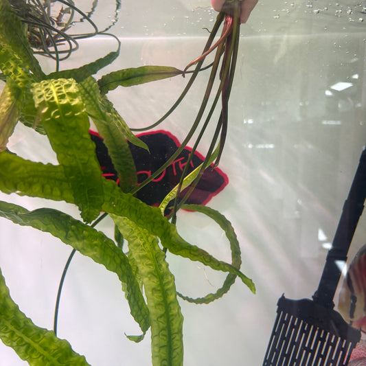 Cryptocoryne usteriana XL desde 60cm