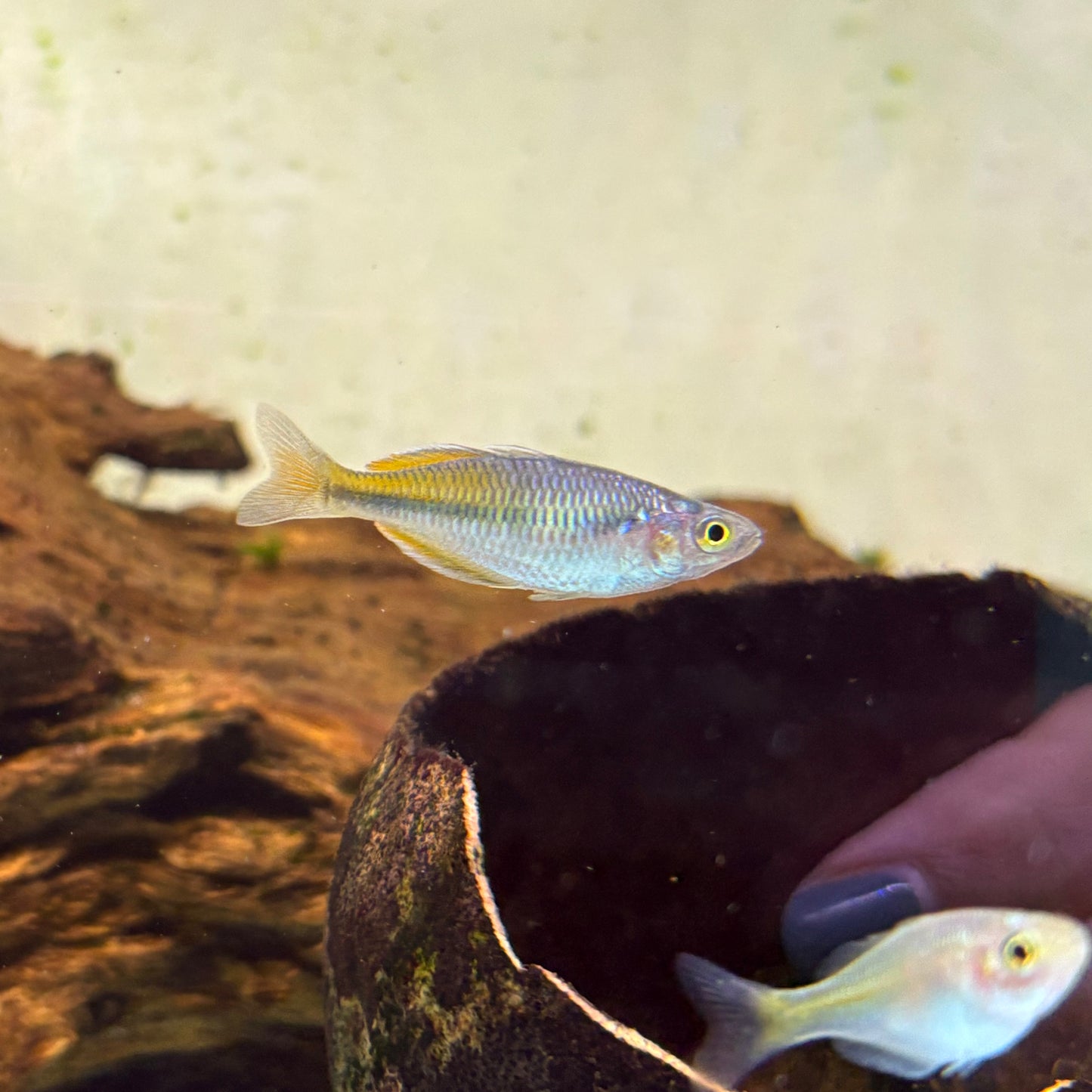 Melanotaenia Boesemani md