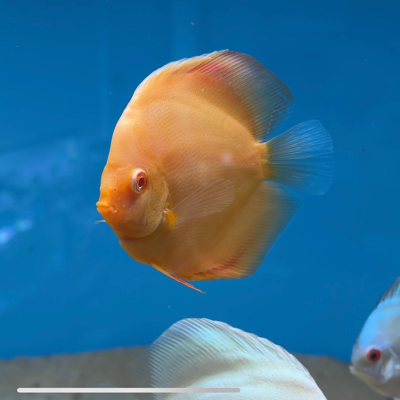 Disco Albino Rojo Pemium 10-12cm