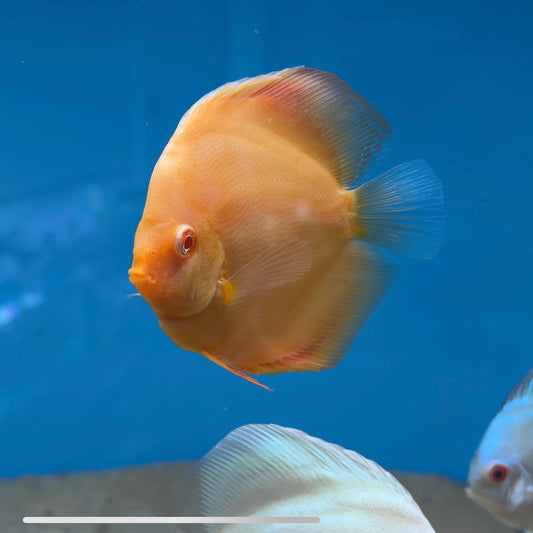 Disco Albino Rojo Pemium 10-12cm