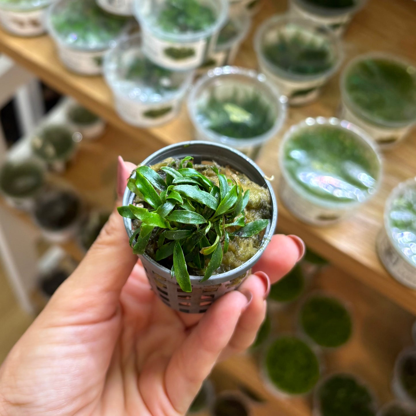 Anubia Glabra Dragon Claw | oferta