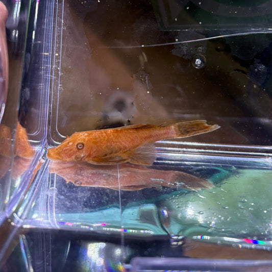 Ancistrus super Red 6-7 cm